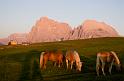 seiser alm haflinger 